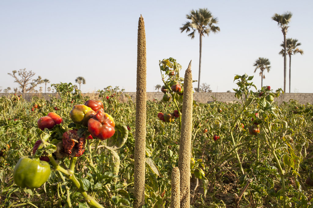 bd-1702Senegal2619.jpg