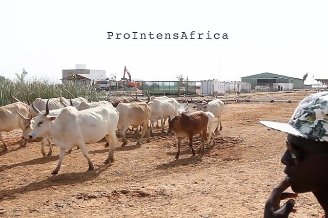 ProIntensAfrica: Définir collectivement des synergies entre agro-industries et agricultures familiales au Sahel